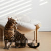 Petal Pet Bed Mat Ocean Board Cat Nest Decorations Foldable